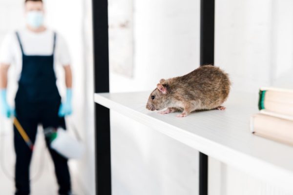 the-top-methods-and-technologies-used-in-commercial-rodent-control-qt0ppah0cuxlo34xv3vircq7l0387qxntfukc9o7mo the-top-methods-and-technologies-used-in-commercial-rodent-control-qt0ppah0cuxlo34xv3vircq7l0387qxntfukc9o7mo